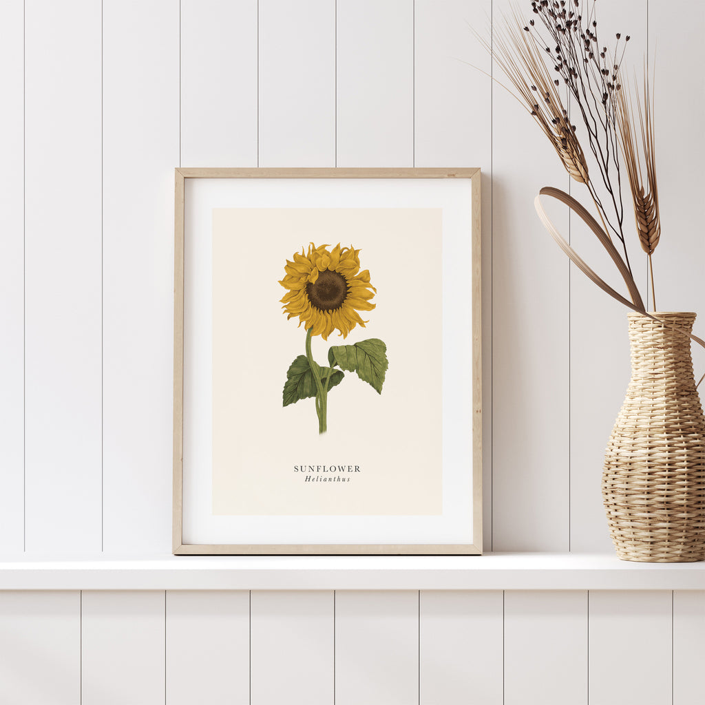 Traditional art print featuring a detailed illustration of a yellow sunflower. The English and original title is labelled underneath. Art print is leaning on a shelf next to a plant.