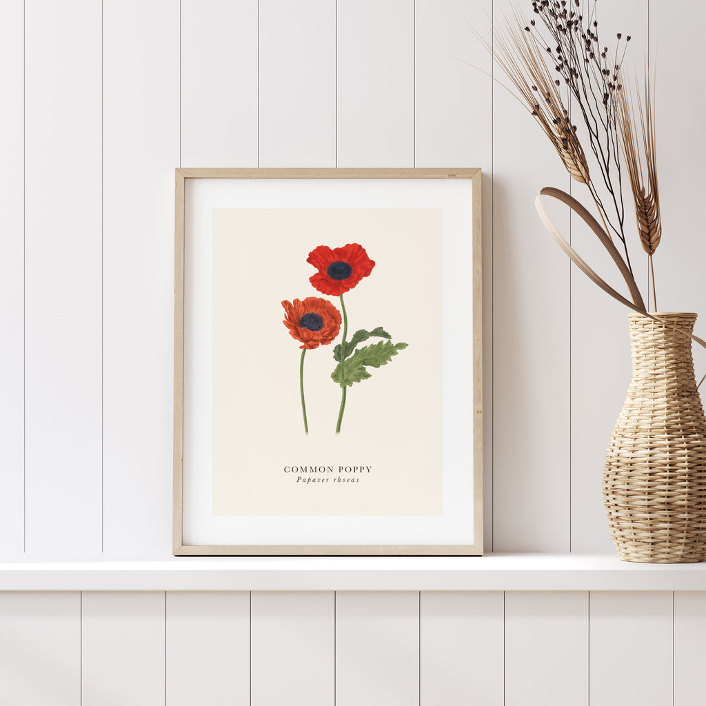 Traditional art print featuring a detailed illustration of a common poppy, with the English and original title underneath. Art print is sat on a shelf.
