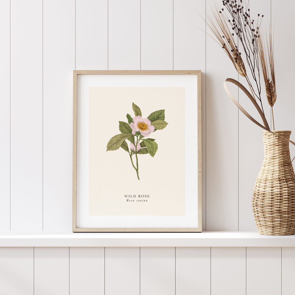 Traditional art print featuring a detailed illustration of a wild rose, with the English and original title labelled underneath. Art print is leaning on a shelf next to a plant.
