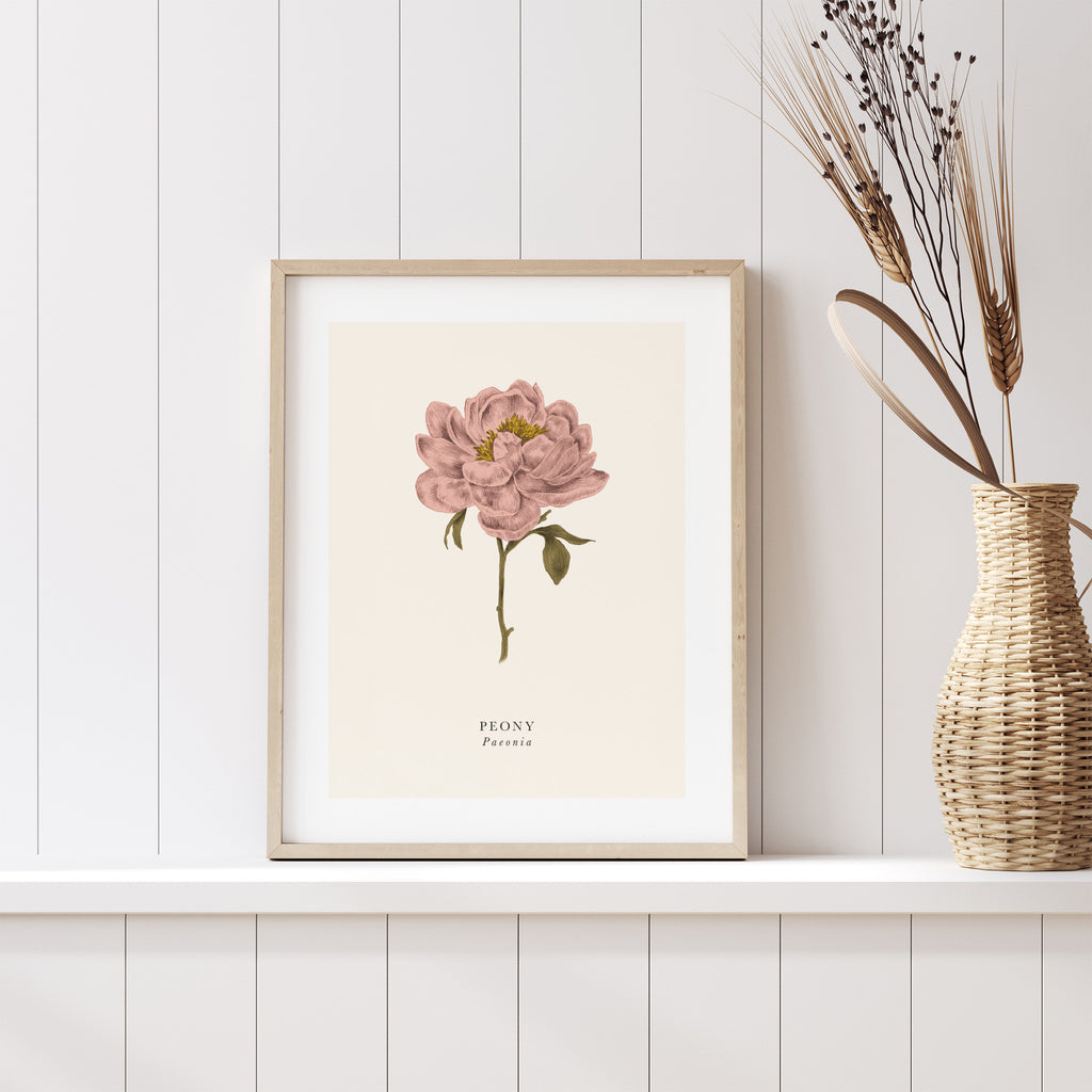 Traditional art print featuring a detailed illustration of a peony, with the English and the original name below. Art print is leaning on a shelf next to dried plants.