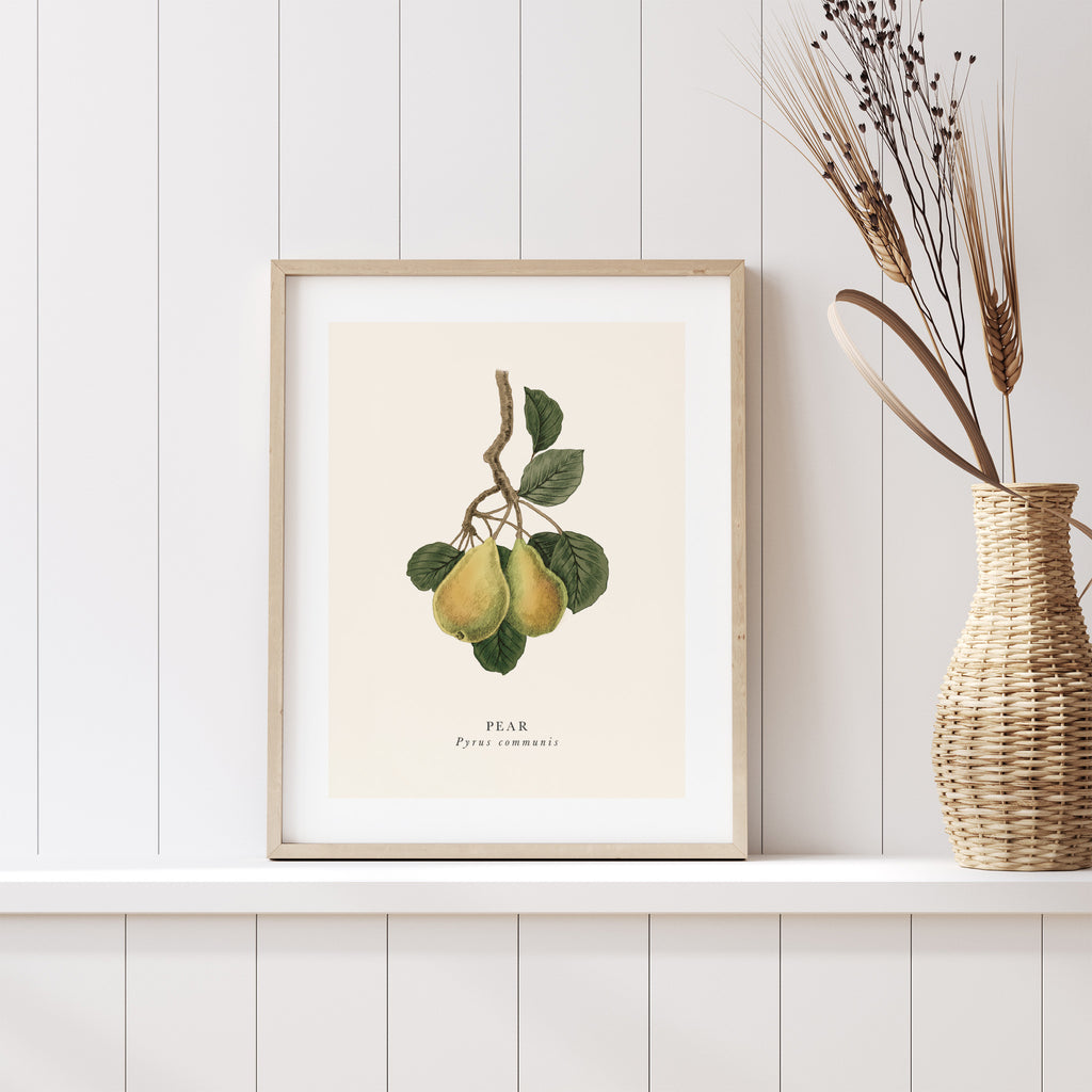 Traditional art print featuring a detailed illustration of a branch of pears, with the English and original name below. Art print is sat on a shelf next to a plant.