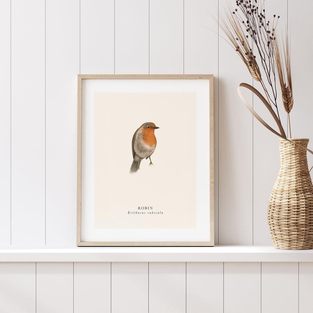 Traditional art print featuring a detailed illustration of robin with the English and original name below. Art print is stood on a shelf leaning against a wall.