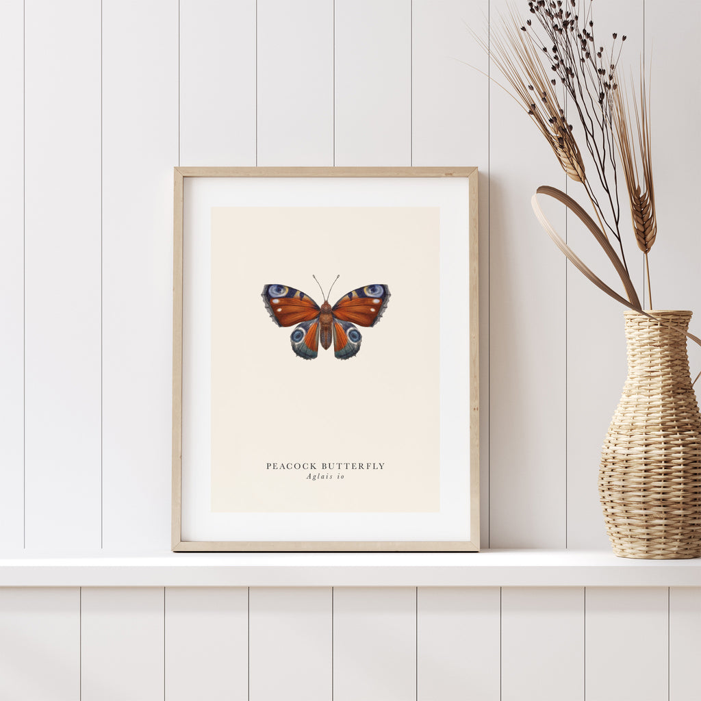 Traditional art print featuring a detailed illustration of a peacock butterfly with the English and the original name below. Art print is sat on a shelf next to a plant.
