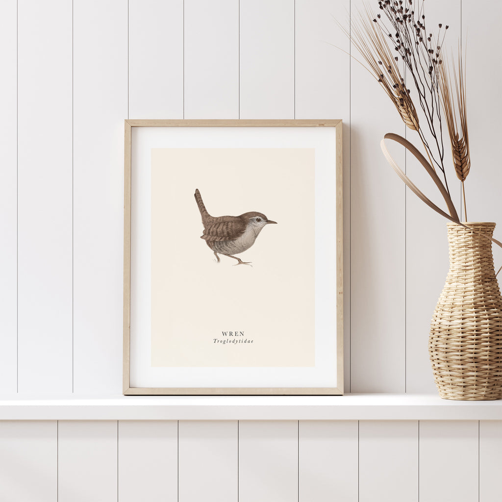Traditional art print featuring a detailed illustration of a wild wren. English and original name are detailed below. Art print is leaning on a shelf.