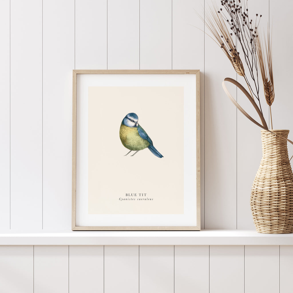 Traditional art print featuring a detailed illustration of a blue tit, with the title underneath. Art print is leaning on a shelf against a panelled wall.