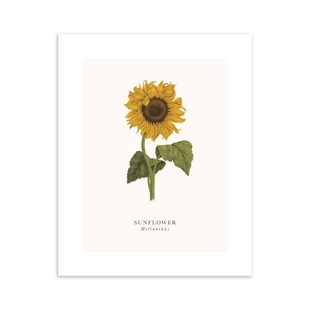 Traditional art print featuring a detailed illustration of a yellow sunflower. The English and original title is labelled underneath.