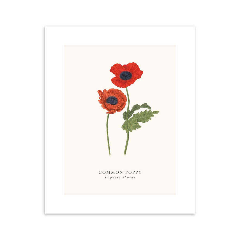 Traditional art print featuring a detailed illustration of a common poppy, with the English and original title underneath. 