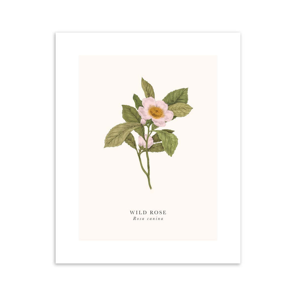 Traditional art print featuring a detailed illustration of a wild rose, with the English and original title labelled underneath.