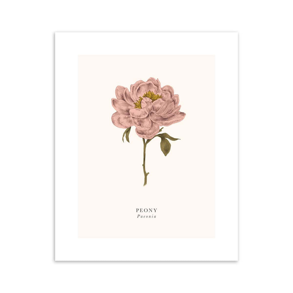 Traditional art print featuring a detailed illustration of a peony, with the English and the original name below.