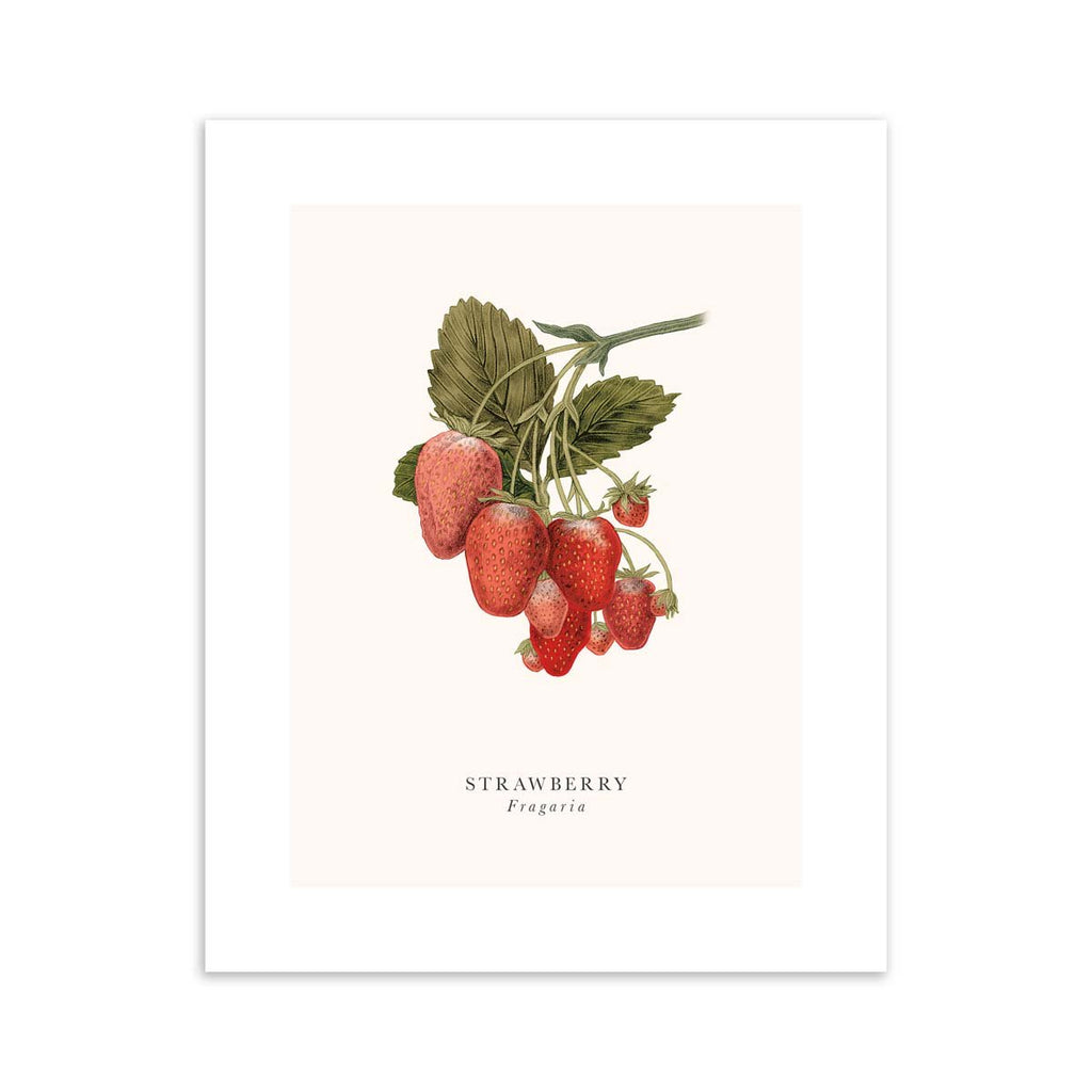 Traditional art print featuring a detailed illustration of a bunch of strawberries. English and original title are detailed below.