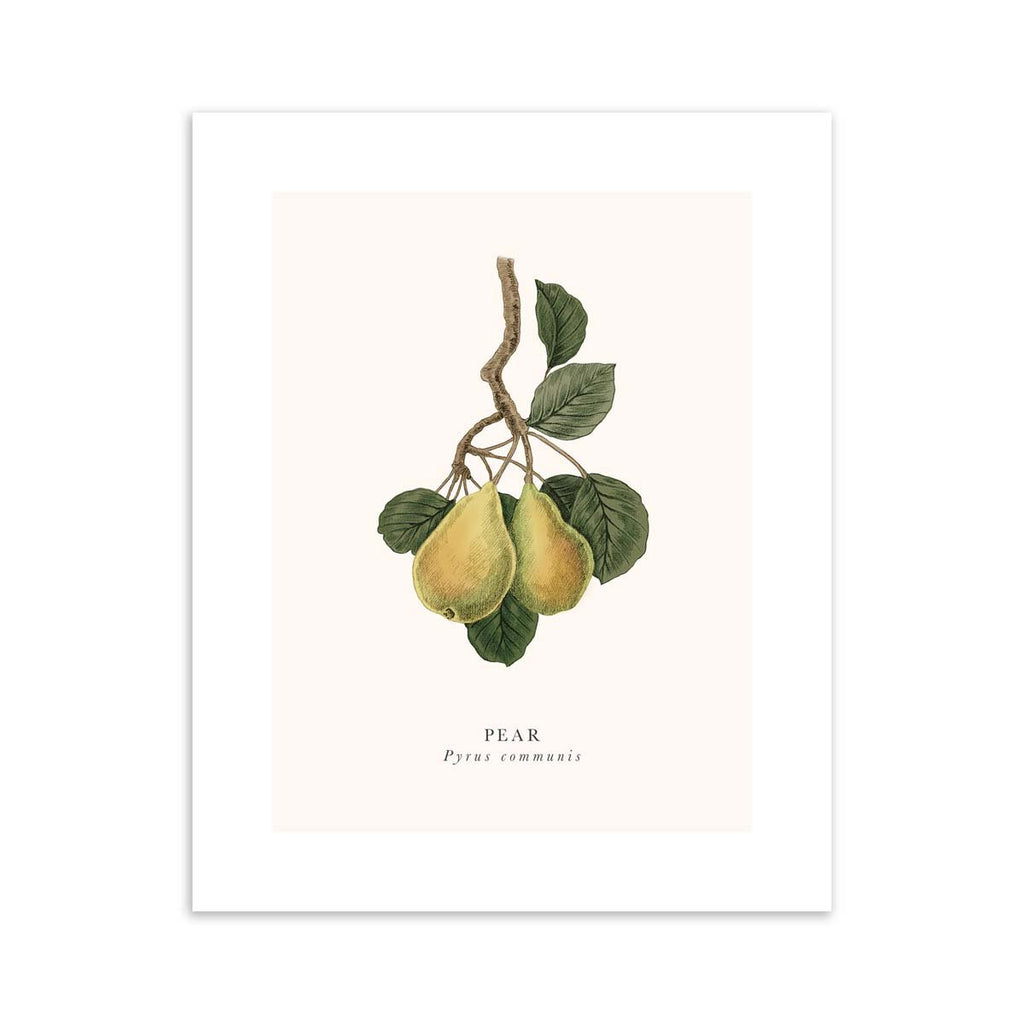 Traditional art print featuring a detailed illustration of a branch of pears, with the English and original name below.
