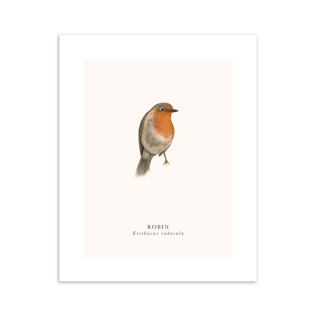Traditional art print featuring a detailed illustration of robin with the English and original name below.