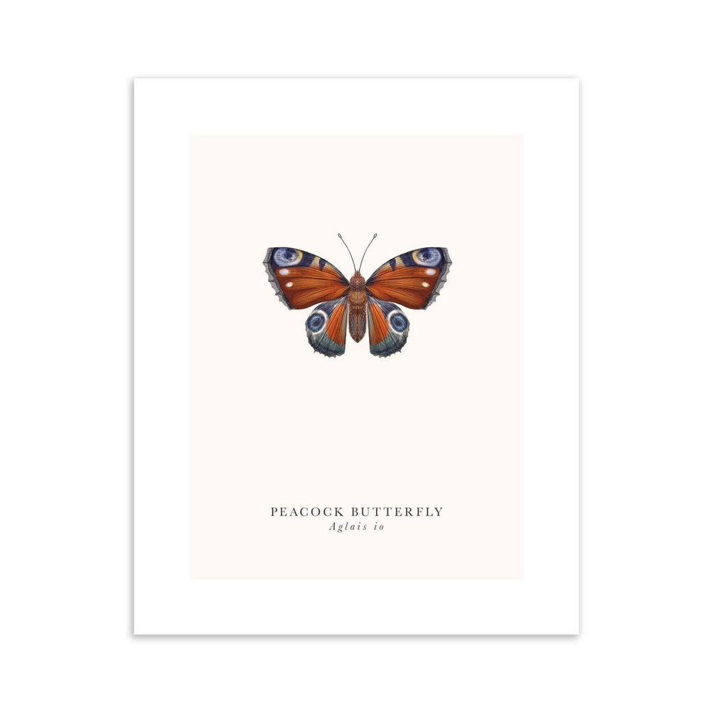Traditional art print featuring a detailed illustration of a peacock butterfly with the English and the original name below.