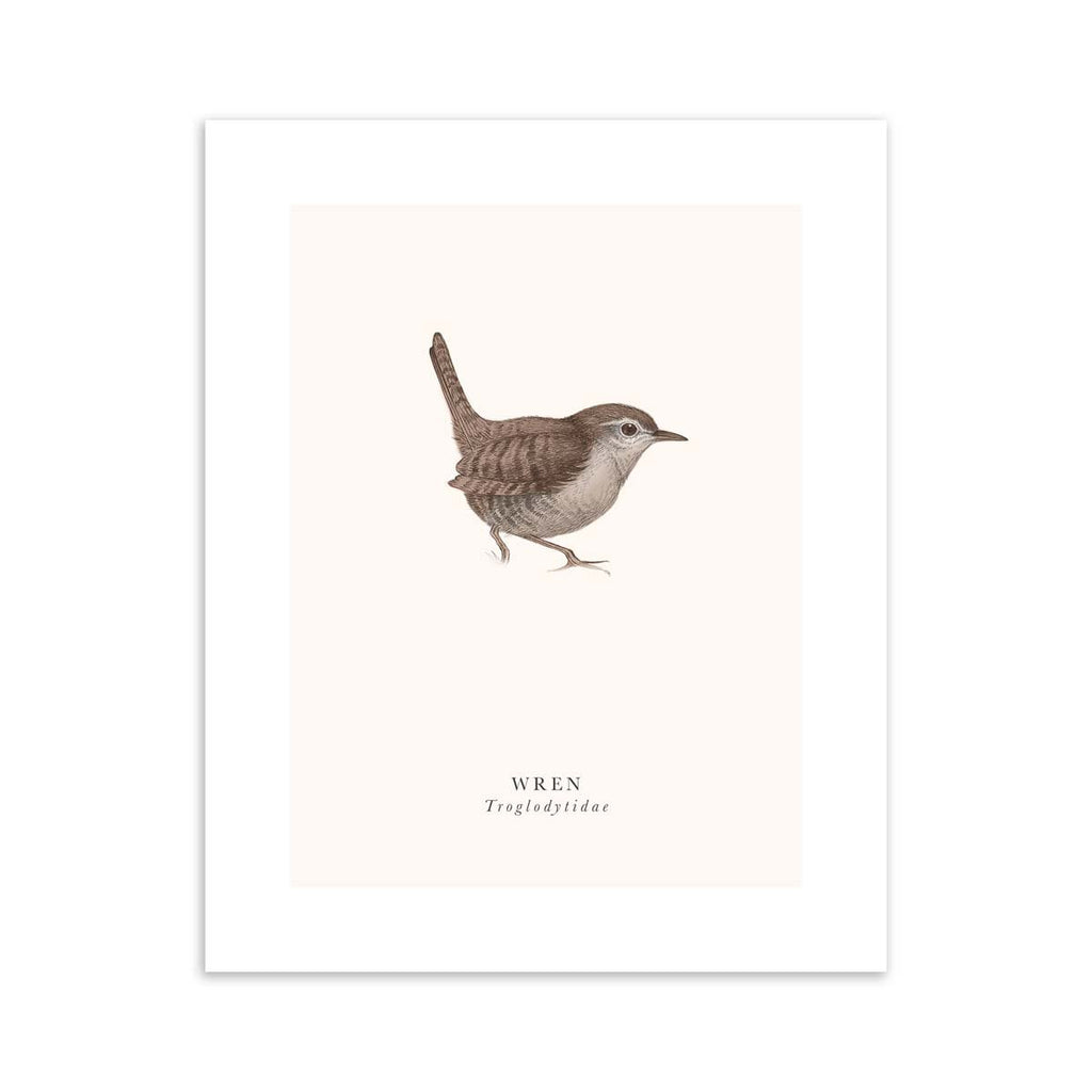Traditional art print featuring a detailed illustration of a wild wren. English and original name are detailed below.