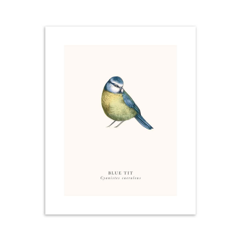 Traditional art print featuring a detailed illustration of a blue tit, with the title underneath.