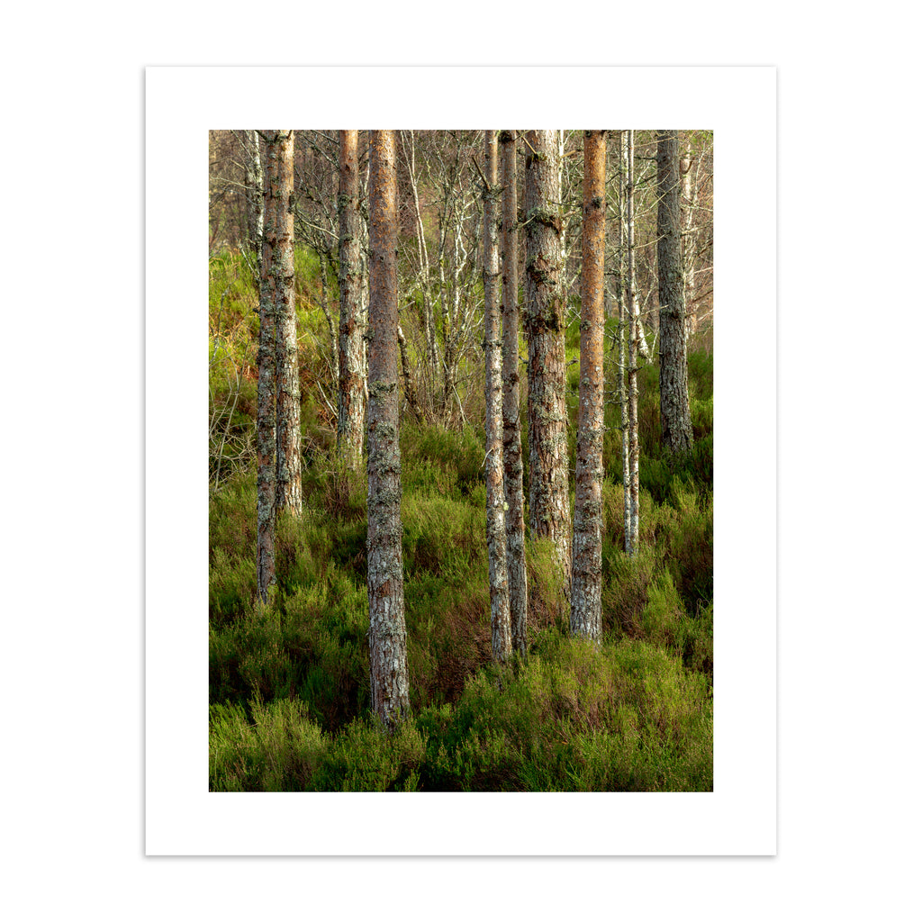 Photography art print featuring a vivid, forest scene, with the sunlight filtering through the trees.