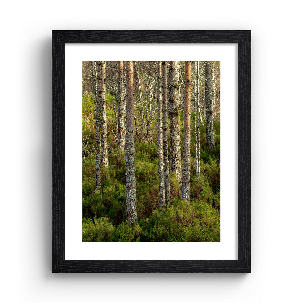 Photography art print featuring a vivid, forest scene, with the sunlight filtering through the trees. Art print is in a black frame.