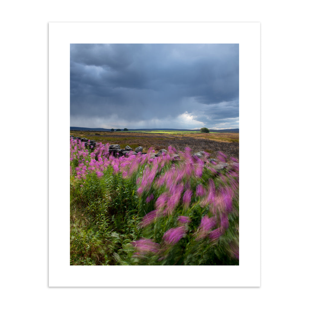 Beautiful photography art print featuring a windy field of beautiful flowers under a moody sky. 