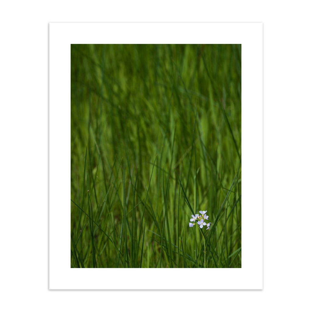 Beautiful photography art print featuring a vivid green field with a bright white flower nestled in the bottom corner. 