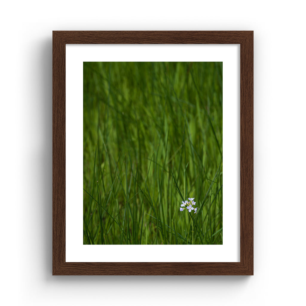 Beautiful photography art print featuring a vivid green field with a bright white flower nestled in the bottom corner. Art print is in an oak frame.