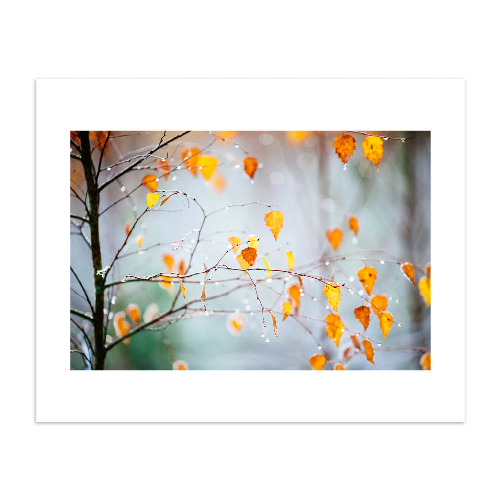  Photography art print featuring an Autumnal tree dripping with frost. 