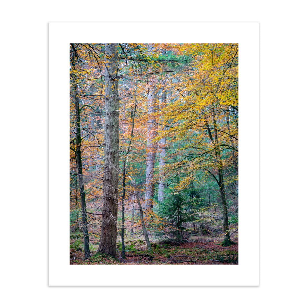 Photography art print featuring Autumn trees in a forest.