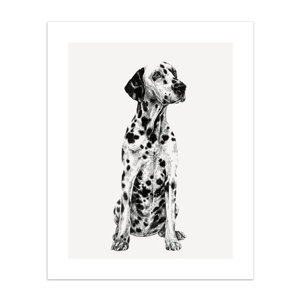 Black and white illustration featuring a detailed drawing of a Dalmatian dog.