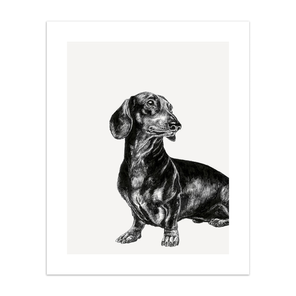 Black and white illustration featuring a detailed drawing of a Dachshund dog.