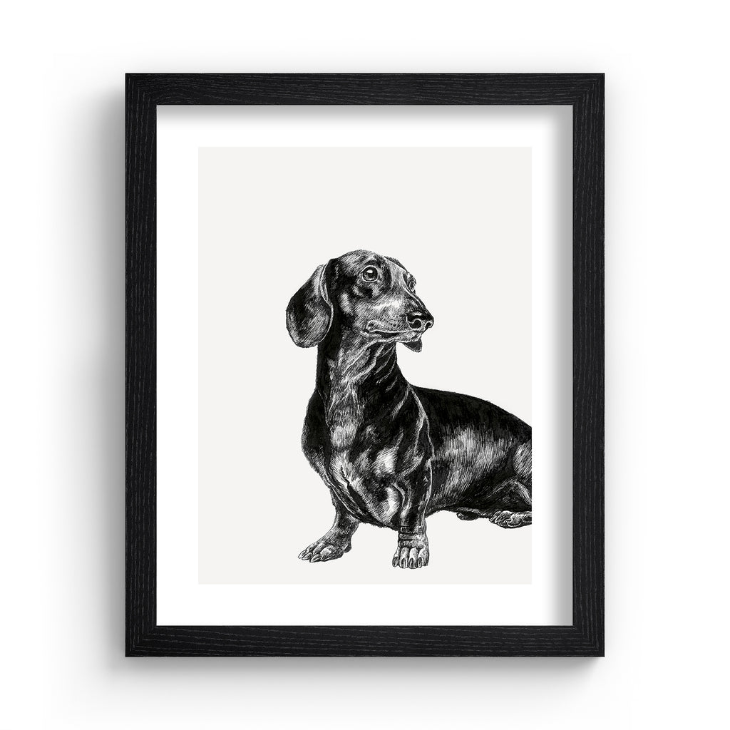 Black and white illustration featuring a detailed drawing of a Dachshund dog, in a black frame.